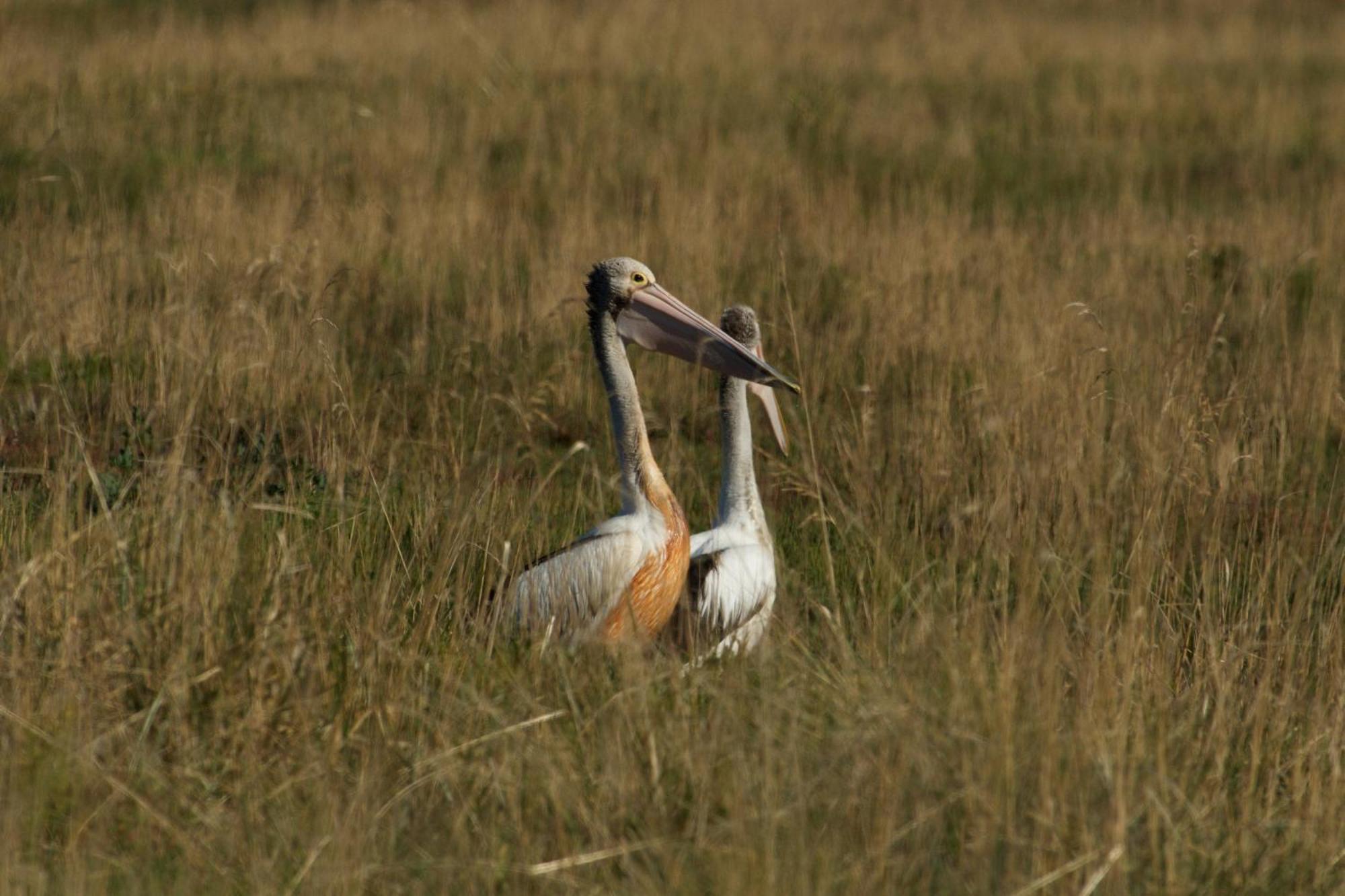 Pelican Point Sanctuary Сент-Хеленс Экстерьер фото