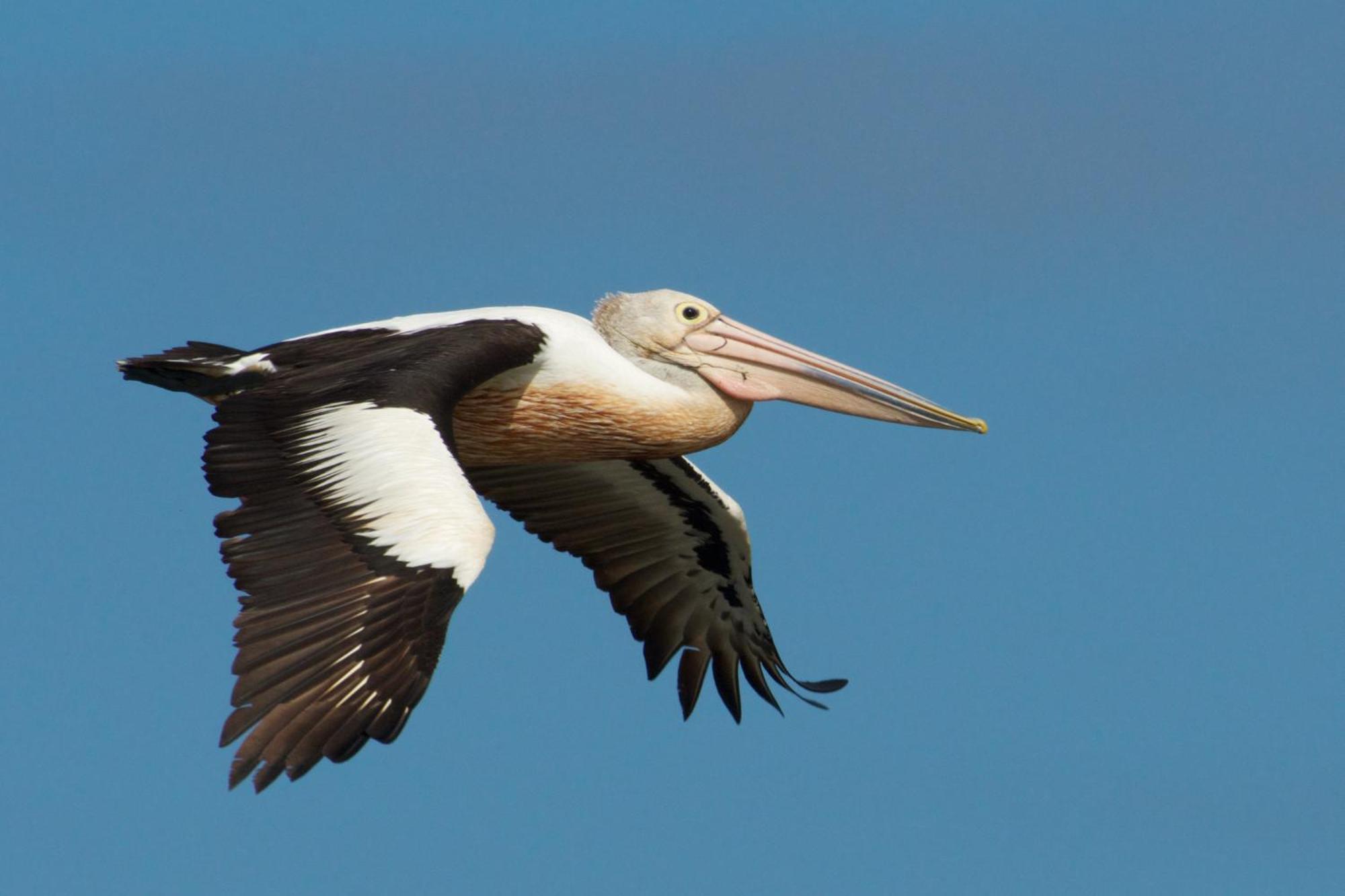 Pelican Point Sanctuary Сент-Хеленс Экстерьер фото