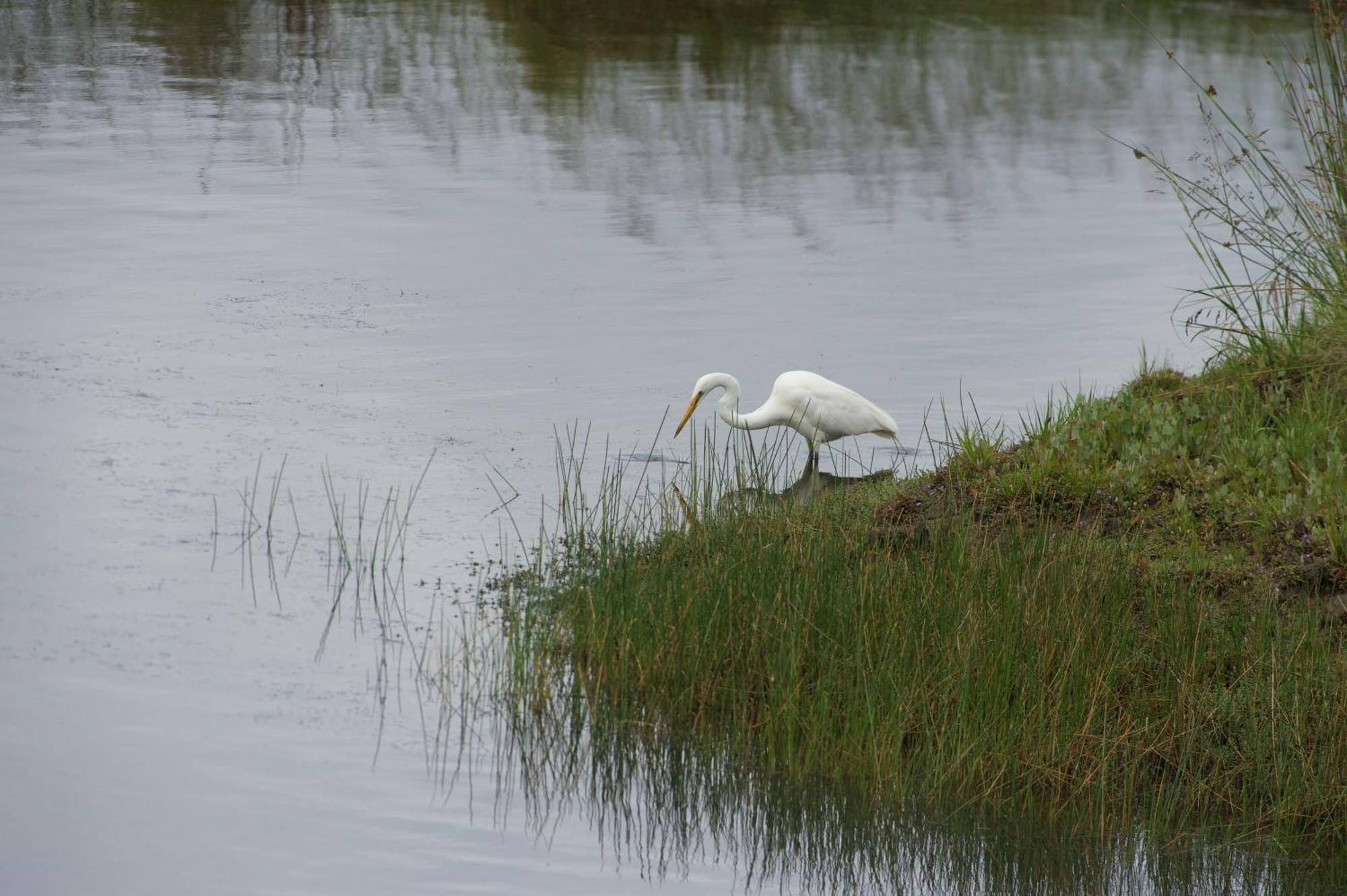 Pelican Point Sanctuary Сент-Хеленс Экстерьер фото